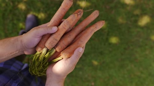 Unrecognizable Male Hands Holding Carrots