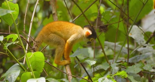 Squirrel Monkey Climbing Through Tropical Rainforest Trees