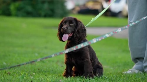 Happy Brown Puppy Sitting on Lush Green Grass with Tongue Out Leashed Beside Its Owner in a Sunny