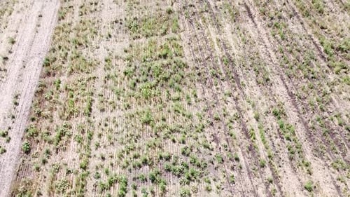 Blue Tractor O.A. Planting Canola On No Till Field