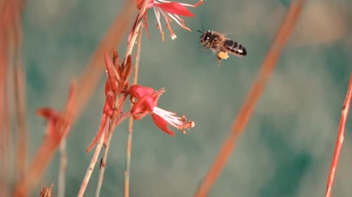 Bee on a garden flying