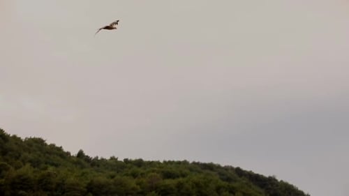 Gypaète barbu volant dans le ciel gris