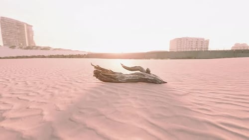 Un morceau de vieille racine repose dans le sable de la plage
