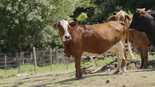 Vache brune et blanche debout dans un pâturage clôturé avec une autre vache à proximité.