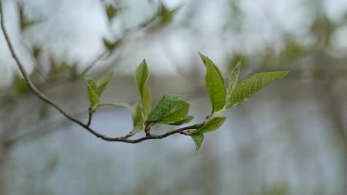 Thin Branch Sways in Cold Spring Wind on Cloudy Day