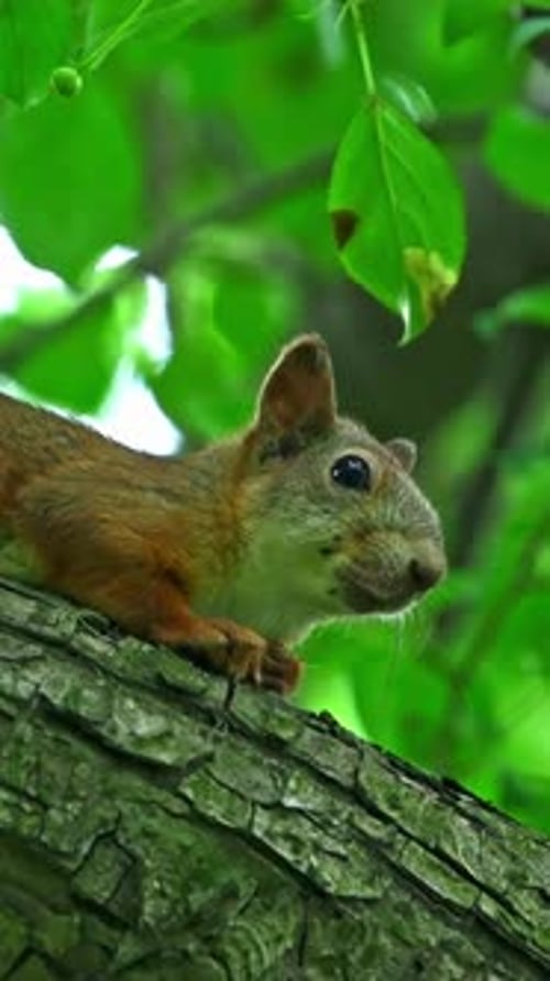 A Squirrel Sits on a Tree Branch
