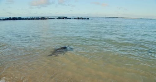 Meeresschildkröte am schönen tropischen Strand bei Sonnenuntergang,
