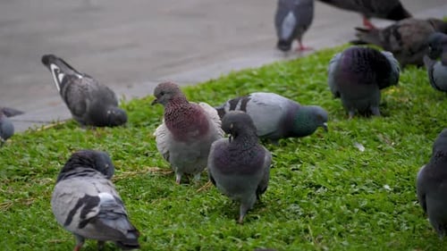 Flock Of Urban Pigeons With Varied Plumage Preening Feathers On Green Lawn In City Park. close-up