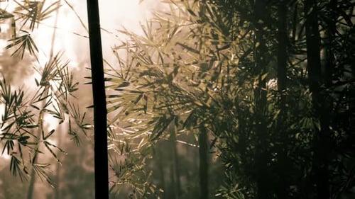 Morning Sunlight Filtering Through a Bamboo Forest in Tranquil Nature Setting