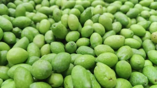 Organic Green Unprocessed Olives After Harvest Ready For Oil Extraction