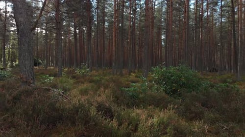 Dolly shot of pine forest with sun shining through the trees creating lens flares.