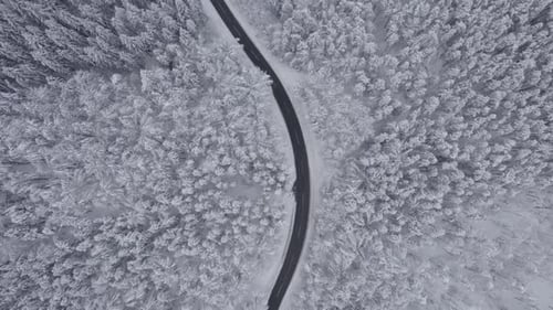 Winter Road Through Snow-Covered Forest – Peaceful Nature Scene in 4K