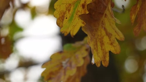 Yellow And Brown Leaves On A Tree In Autumn Forest - Close Up