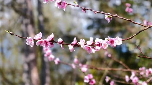 Beautiful Pink Blossoms Swaying on Spring Day