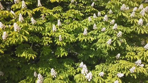 Kastanienblumen blühen auf einem Baum in einem Park. Kastanienbaum blüht im Frühling. Drohnenschuss, Kamera