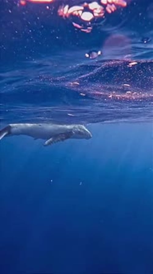 Majestic Whale Gliding Through Dark Blue Waters