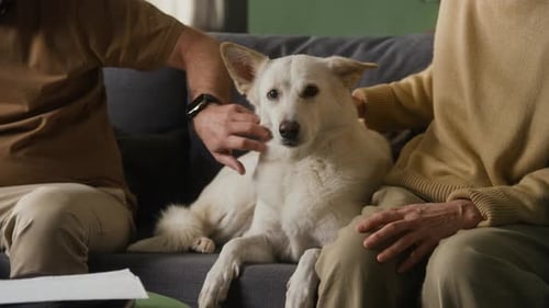 Couple Petting White Dog on Couch at Home