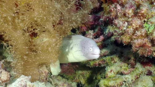 Morena geométrica (Gymnothorax griseus) en corales blandos del fondo del mar