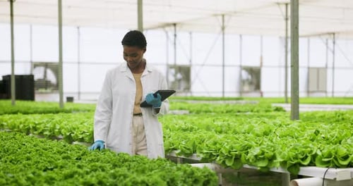 Woman Inspecting Lettuce in Greenhouse with Tablet