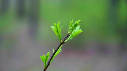 Close-up of fresh leaves blooming from buds on a young tree branch.