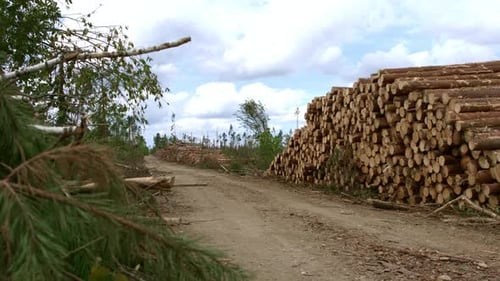 Geerntete Holzstämme liegen neben der Forststraße. Stämme gesägter Bäume, die in der Nähe der Forest Road aufbewahrt wurden. Tim...