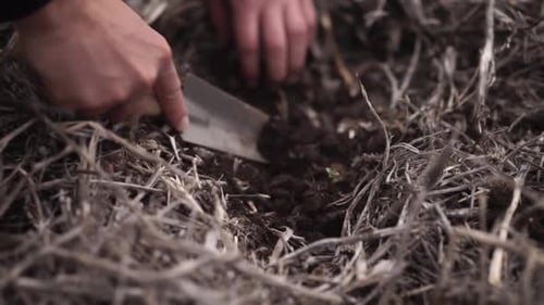 farmer on the field during planting corn and checking the soil