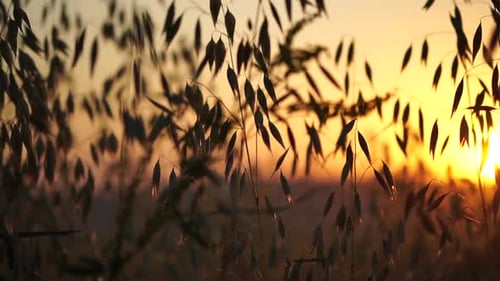Oat Field Ripe Oat Ears at Sunset Scenic Summer Landscape Oat Avena Sativa Organic Agriculture