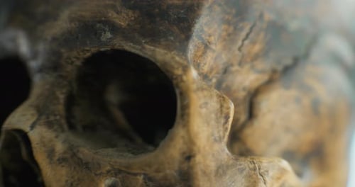 Close Up Shot of Skull of Ancient Human After Excavation