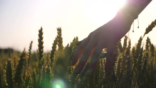 Young Woman Walking Through the Barley Field and Gently Touching Ripening Ears of Crop Female Hand