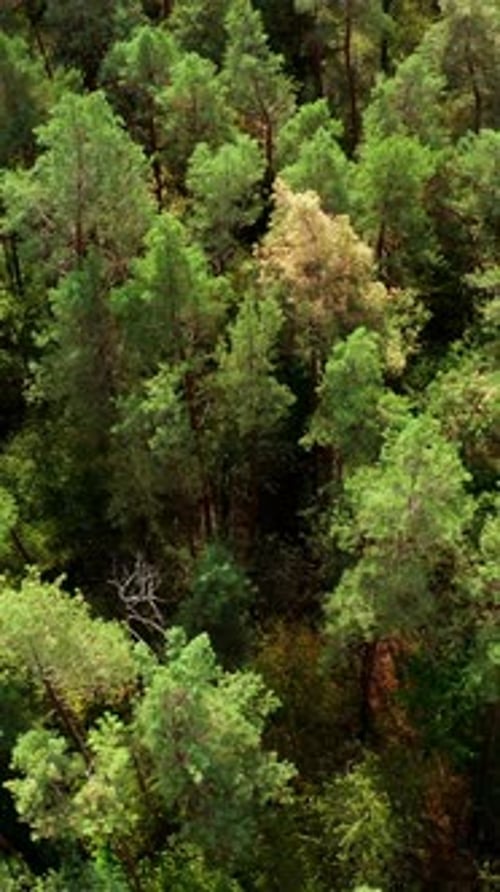 Fond d'arbres verts. Belle forêt d'été. Survoler les grands pins de la forêt
.