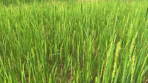 Young Green Paddy Crop in Farmland