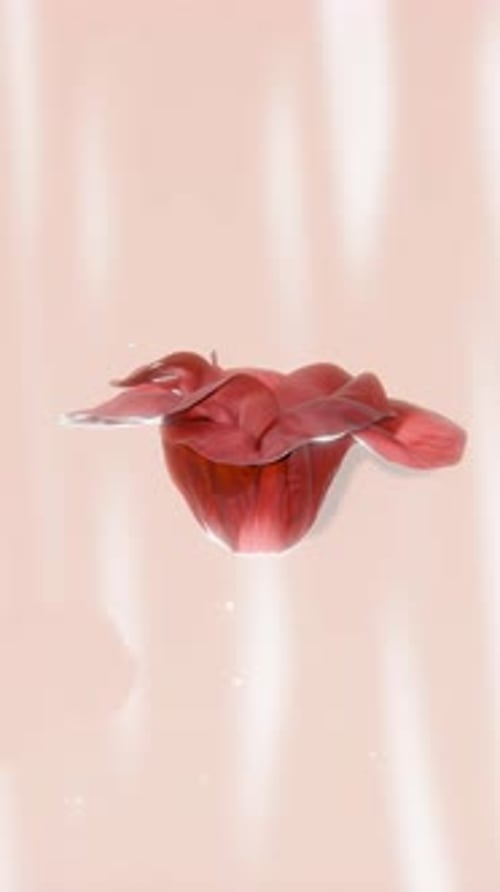 Elegant Flower Unfurling to Reveal Pearl Animation
