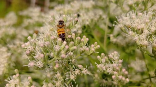 Honey bee pollinating Eupatorium serotinum, also known as late boneset, in North America