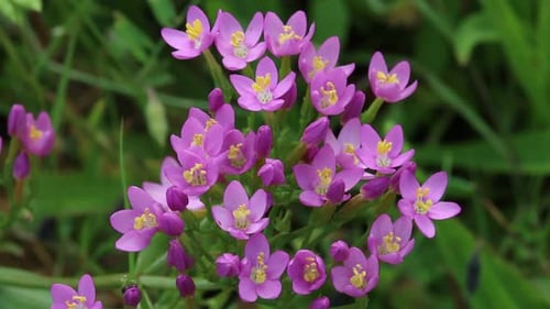Centaurée commune, Centaurium erythraea, fleurissant en juillet.
Royaume-Uni