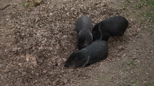 Piglets Dig Ground in Wild Forest Wildlife Conservation Concept