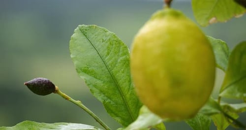 Lemon fruits on tree, Southern France, Occitania, France