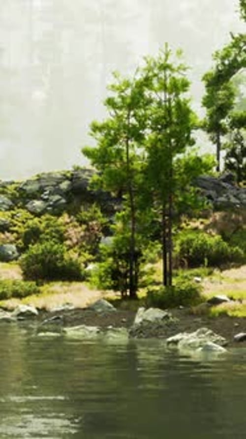 A River Running Through a Lush Green Forest