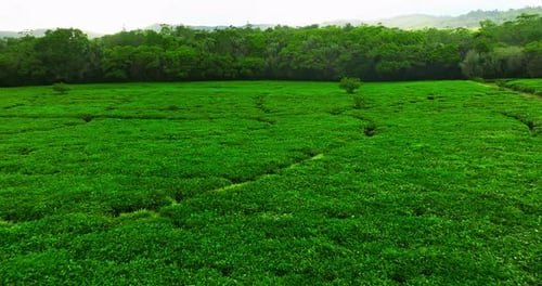 Aerial View of Exploration of Verdant Tea Fields Mauritius