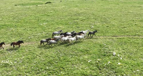 Large Herd of Wild Horses Galloping Quickly Running Across a Field of Green Grass
