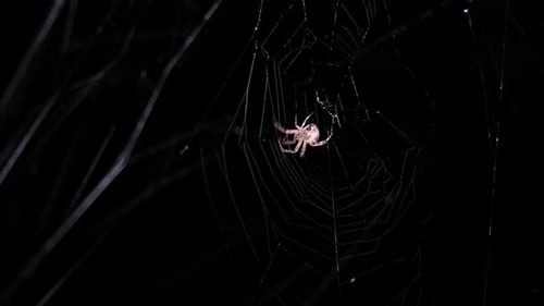 Spider Building a Web in the Dark at Night
