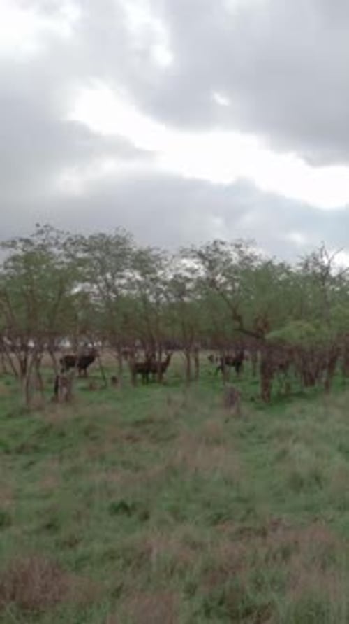 Slow motion, group of Red deer walks through an autumn forest-steppe on cloudy day