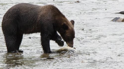 Brown bear in shallow spawning stream peels skin from dead salmon