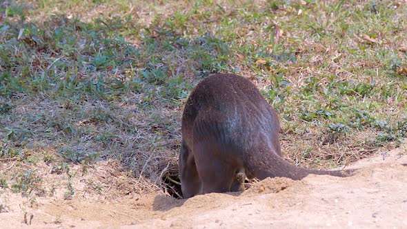 Singapore - Smooth-coated otter digging a hole - slow motion, Nature ...