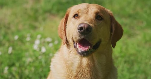 Slow motion of playful pedigreed Labrador dog with the tongue outside on a green me