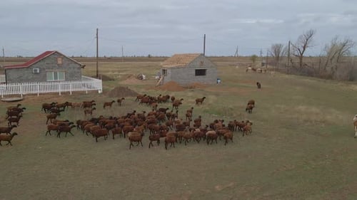 Aerial View From Drone Herd or Flock of Sheep and Lambs Walking on the Field Agriculture Farm in