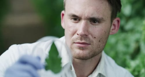Magnifying glass, scientist or man in greenhouse with plants or garden for herb science research