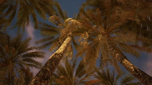 Majestic Palm Trees Tower Against the Twilight Sky in a Tropical Location