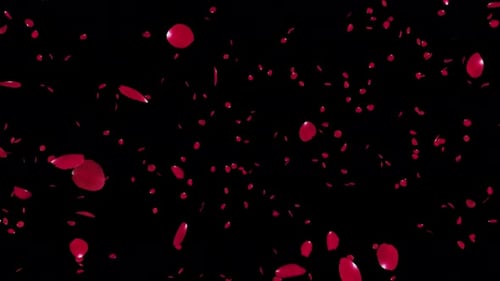 Romantic Red Rose Explosion Alpha