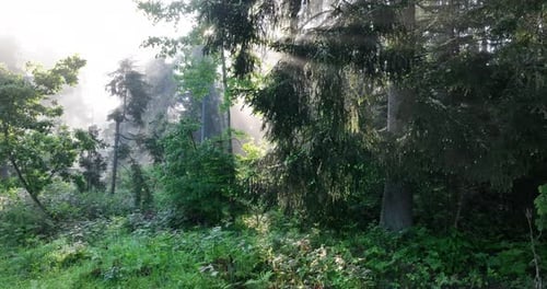 Aerial View of Mystical Forest Woodland Sunrise in the Misty Forest Fog