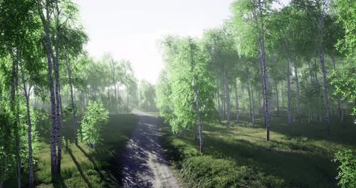 Lush Green Forest Trail Illuminated By Gentle Morning Light